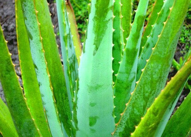 Aloe Vera