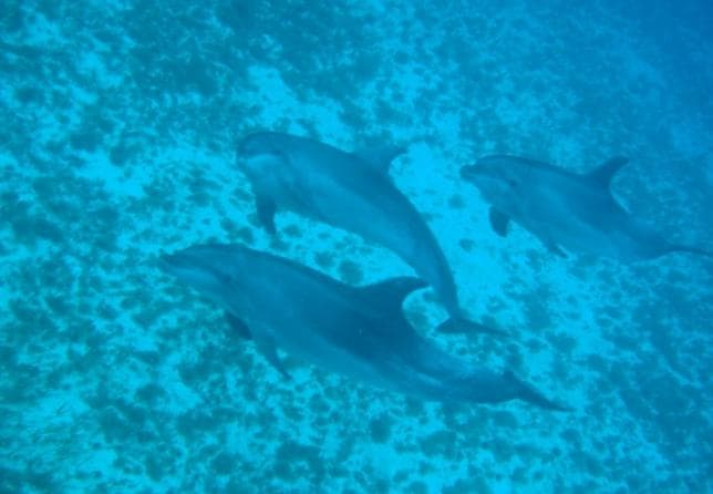 Delfines