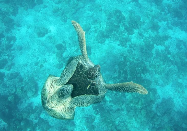 Tortugas